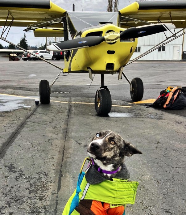 portrait of a dog in a ward next to a helicopter