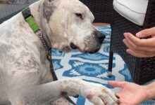 Dog Found Next To His Deceased Owner, Now Learns To Love Again In A New Home