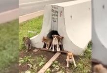 Woman Shocked To Discover Tiny Puppies Waiting For Mom On A Busy Road