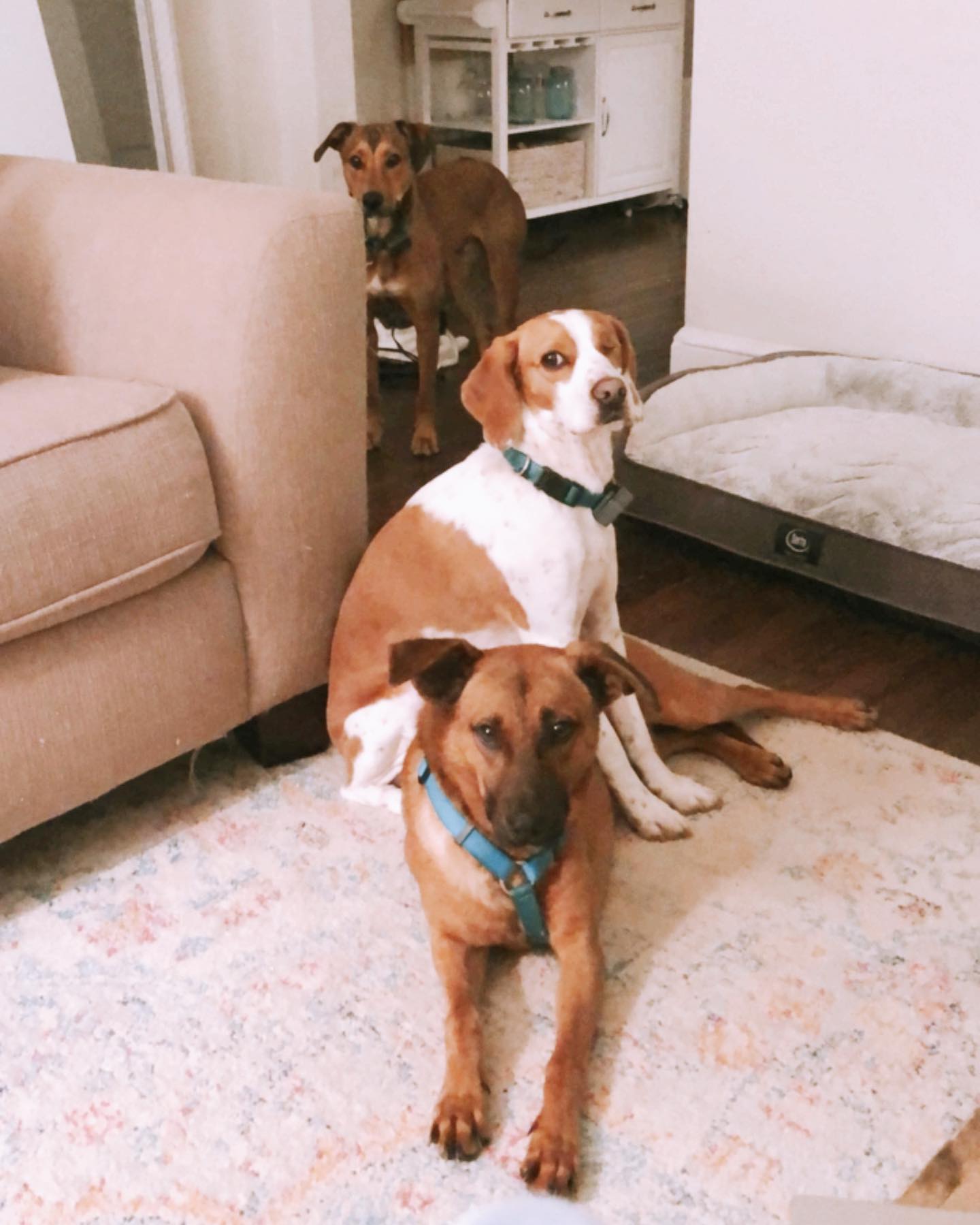 three dogs in a living room