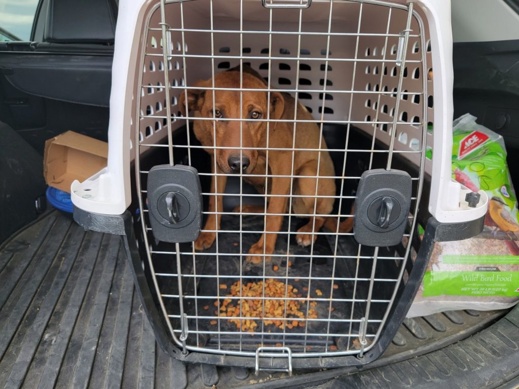 dog in a crate in the car