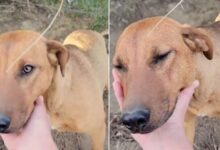 Dog Abandoned In The Woods Has The Sweetest Reaction To Being Rescued