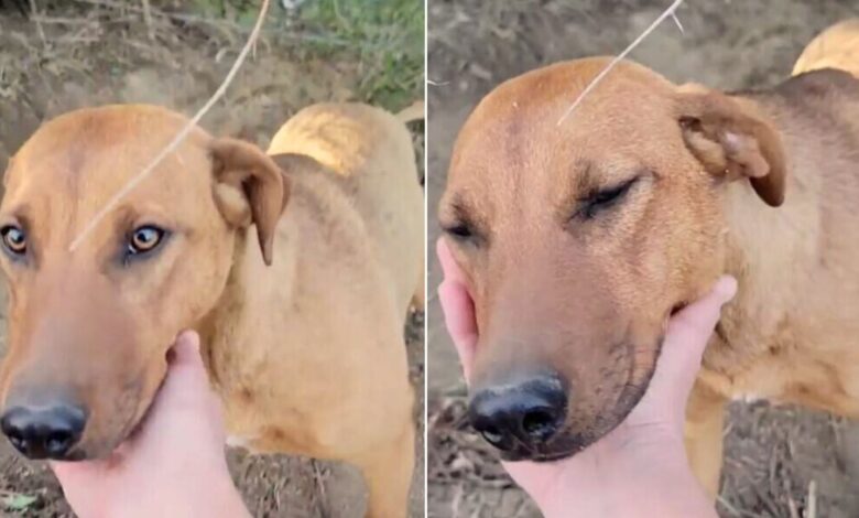 Dog Abandoned In The Woods Has The Sweetest Reaction To Being Rescued