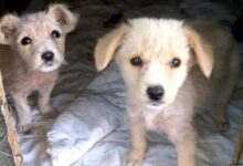 A Bonded Pair Of Puppies Dumped By The Road Get Their Second Chance