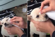 This California Boy Sneaking A Lost Puppy Inside A House Will Warm Your Heart