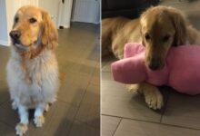 Stanley, The Special Golden Retriever With A Strict Routine Will Warm Your Heart