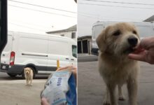 A Stray Dog Rescued Just In The Nick Of Time, Right Before A Major Storm