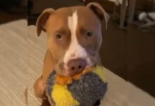 Pit Bull Facing Euthanasia For Having A Doggy Cold Saved At The Last Minute
