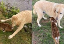 Brave Goldendoodle Rescues A Baby Fawn From Drowning In A Lake