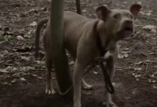Jogger Finds Pit Bull Chained Deep In The Woods Screaming For Help