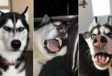 Man Who Adopted A Husky Had No Idea How Dramatic He Really Is