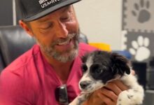 This Sweet Shelter Dog ‘Begging’ Man To Take Him Home Will Warm Your Heart