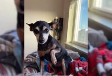 Hilarious Dog Fakes A Paw Injury To Get All The Attention From His Dad
