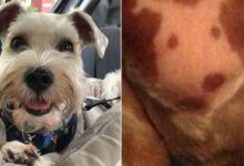 Woman Shocked To Realize Her Dog Has A ‘Self-Portrait’ On His Chest