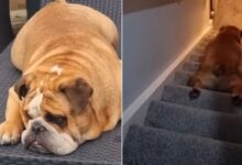 Family Notices Their Dog Has A New Habit And It Is Hilarious