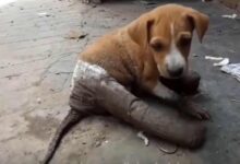 This Sweet Puppy Found With His Broken Leg In Bandages Gets An Amazing Transformation