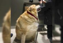 Watch The Amazing Transformation This Dog Makes After Losing 100 Pounds