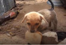 Starving Pup Offering A Slice Of Bread To His Rescuers Will Warm Your Heart