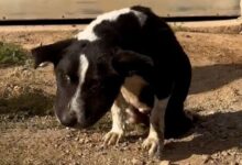 Abandoned Puppy Hit By A Car Transforms Into The Happiest Dog