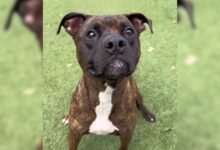 Kaiko The Pittie Surrendered To A Shelter After Her Owner Lost The House