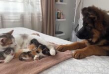 This German Shepherd Seeing Kittens For The First Time Will Melt Your Heart