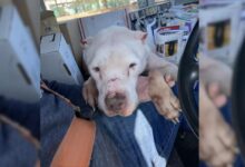 Mailman Sees A Pup Collapsed On The Side of The Road, And Figures Out What To Do
