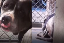 Man Goes To Shelter To Adopt One Pit Bull, Ends Up Falling In Love With Two