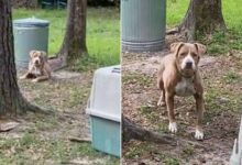 Kind Family Saw A Dog Tied Up Close To Their House, So They Adopted Her