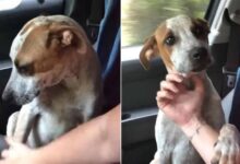 Abandoned Dog Who Was Finally Rescued Thanks His Rescuer In An Adorable Way
