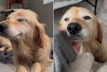 This Golden Retriever Shows His Beautiful Smile After Being Rescued