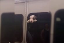 Woman Saw A Trapped Dog On A Stolen Bus And Rushed To Help Him