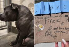 Dog With Rare Condition Left Outside A Shelter With A Heartbreaking Note