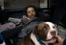 Hero Dog Wasn’t Willing To Leave The House Without 1-Year-Old Girl, Ultimately Saving Her From Fire