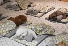 This Amazing Dog Daycare Lets Puppies Sleep In Tiny Sleeping Bags