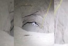 Stray Dog Mom Hides Her Puppies In A Hole To Protect Them
