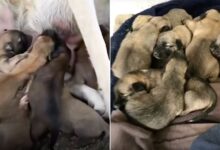 A Kind Mama Dog Adopts 8 Orphaned Puppies Even Though She Has 10 Of Her Own