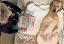 Goldie Lies Patiently As Owner Practices Her Nurse’s Assessment In The Cutest Video