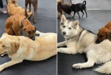 Adorable Dog Uses Other Canines As Headrest At Local Daycare