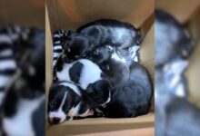 People Shocked To Find Puppies Dumped In A Box At The Apartment Complex