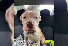 A Scared Lost Pup Stops Traffic And Begs To Be Saved