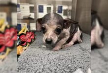 Tiny Shelter Chihuahua Puppy Gets Showered With Love And Turns Into A ‘Different Pup’