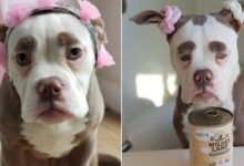 Madame Eyebrows Is The Saddest Looking Dog You’re Gonna See Today