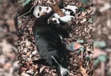 Two Ladies Found Mama Dog And Her Puppies In The Woods And Saved Them From Exhaustion
