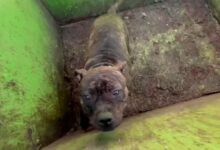 Rescuers Open A Dumpster Lid And Discover The Most Adorable Eyes Looking Back At Them