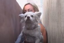 Dog Who Was Carelessly Left Behind After Her Owners Moved Finally Finds Somebody Who Cares