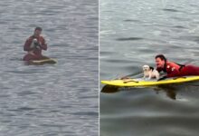 Lifeguards Save Frightened Tiny Dog Fighting The Waves In The Pacific Ocean