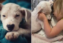 A Little Girl Convinces Her Mom To Adopt An Adorable Deaf Puppy