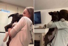 Fearful Rescue Dog Gives His New Foster Mom The Sweetest Hug