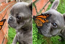 Cute Little Frenchie Befriended A Butterfly And Created The Most Touching Moments