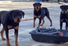 Three Sweet Rottweilers Abandoned Without Food And Water Finally Get Rescued